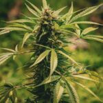 Иммунохроматографический тест на марихуану img-1289.jpg