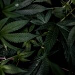 Ответственность за сбыт и хранение гашиша в России img-2099.jpg