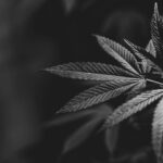 Полезные свойства и применение семян конопли img-2102.jpg