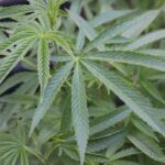 Магазин Шишкина - ваш надежный партнер в мире семян конопли img-2170.jpg