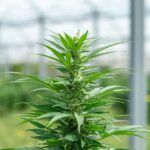 Спайс и его влияние на организм человека img-2245.jpg