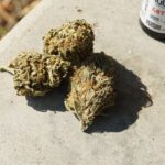 Каталог семян конопли и преимущества покупки у нас img-2321.jpg