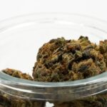 Свойства и Применение Семян Павловской Конопли img-2366.jpg