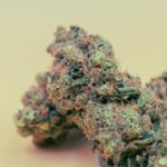 Семена конопли как эффективная прикормка для рыбы img-2438.jpg