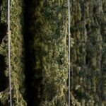 Сорт конопли Caramel от Barneys Farm характеристики и преимущества выращивания img-2671.jpg