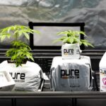 Семена конопли AK 47 feminised от Ganja Seeds img-3052.jpg