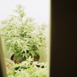 Законность семян марихуаны в России img-537.jpg