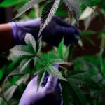 Прорастание Семян Конопли: Обзор Процесса img-831.jpg